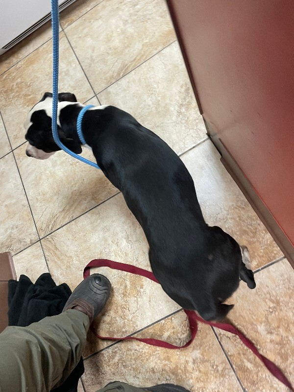 View Billy Bob (actual) the Dog Photo #2