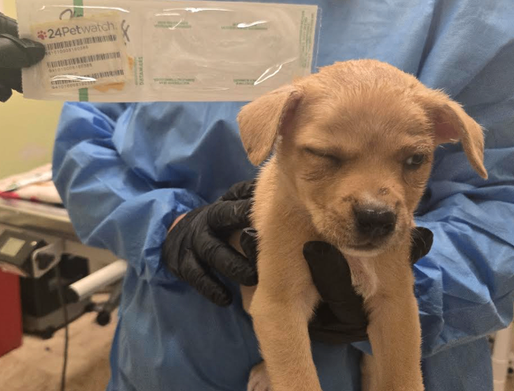 Learn More About Lakai Lakai - Dog