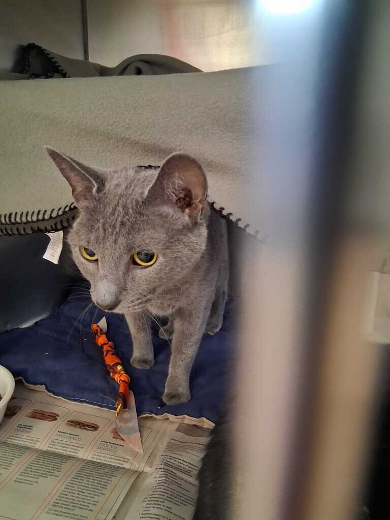 Siri - Cat