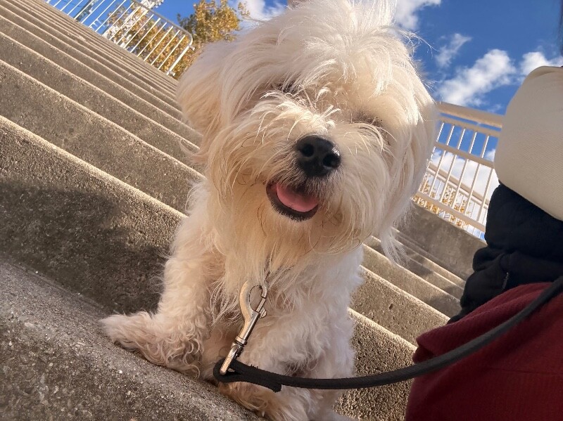 View Fluffy the Dog Photo #3
