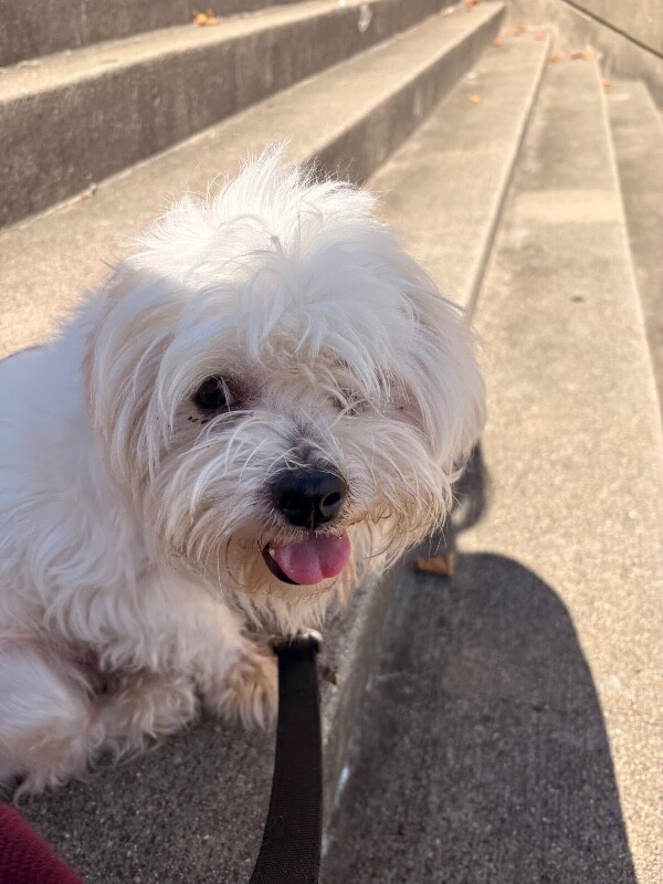 View Fluffy the Dog Photo #2
