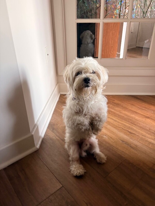 Fluffy - Dog