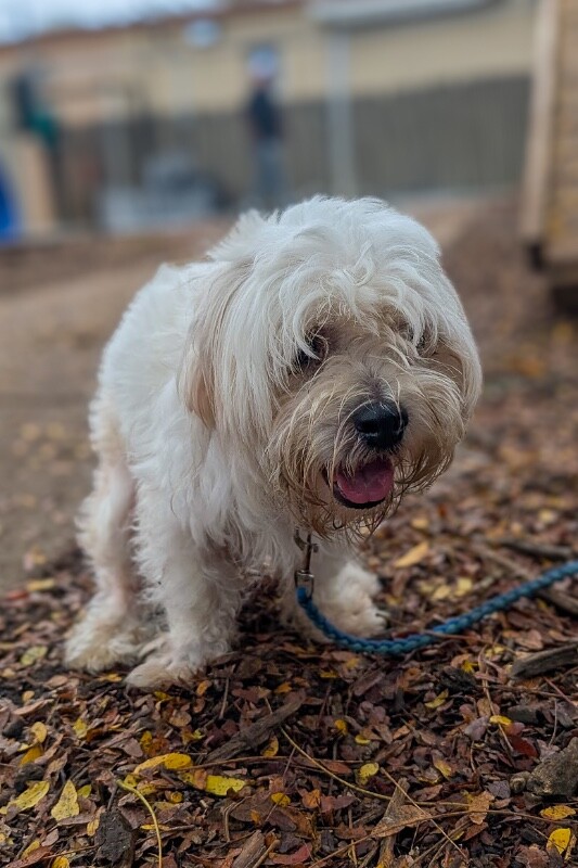 View Fluffy the Dog Photo #4