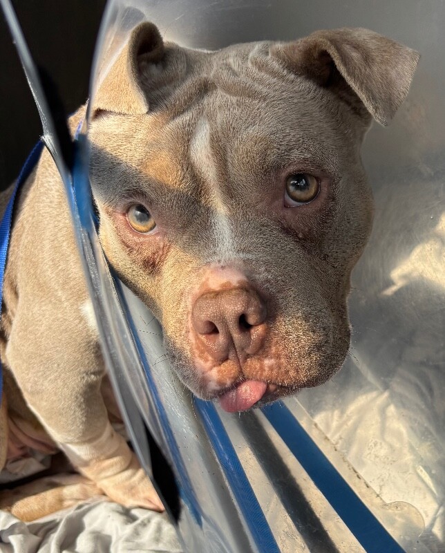 Learn More About Millie Millie - Dog