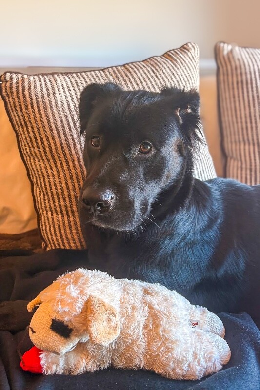 Learn More About Quenthel Quenthel - Dog
