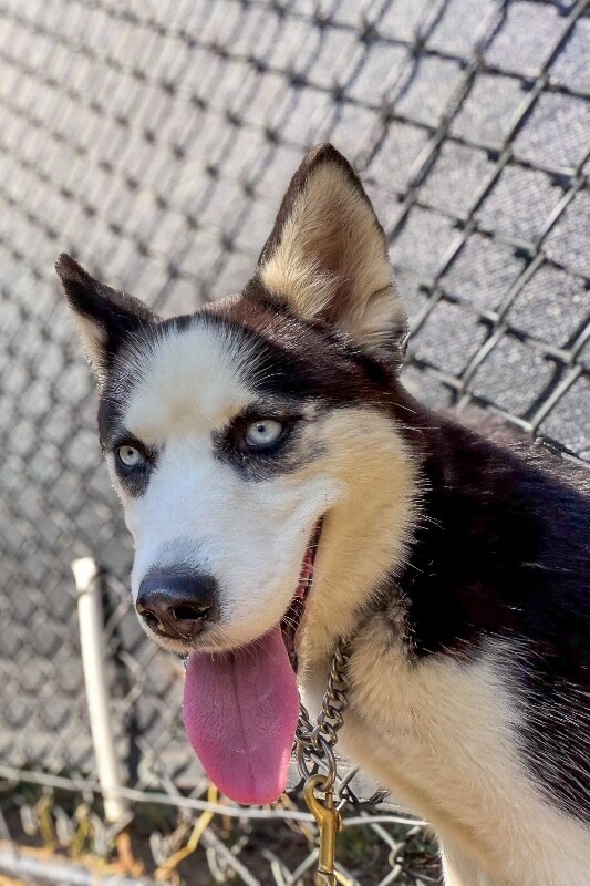 Lilah - Dog
