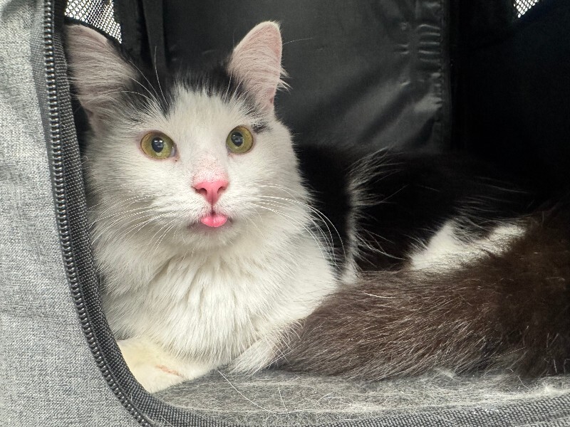 Help Rehome This Cat Unknown - Cat
