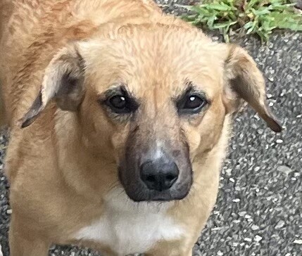 Anastasia - Dog