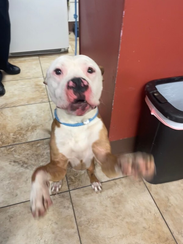 Learn More About Gerald Gerald - Dog