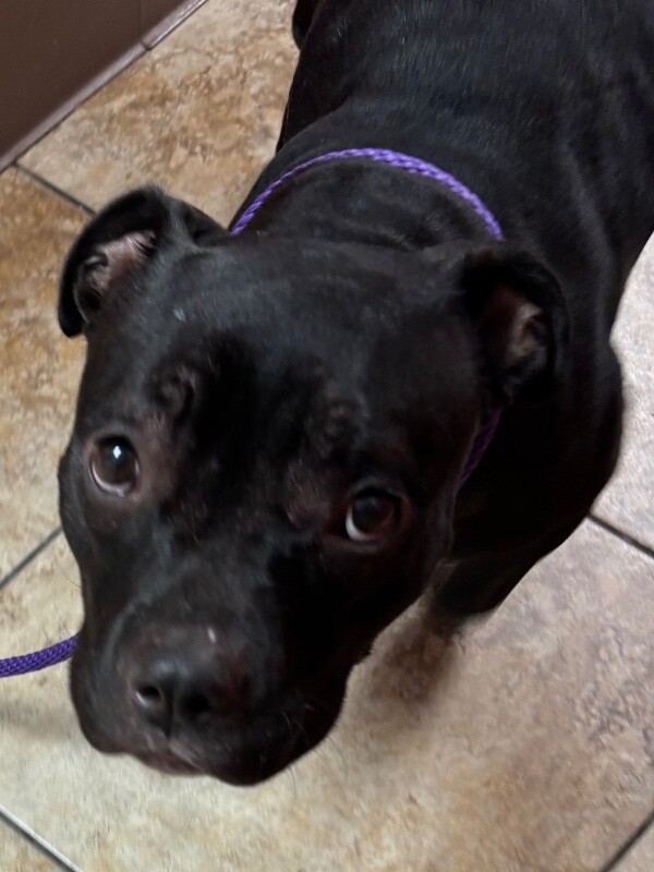 Learn More About Romy Romy - Dog