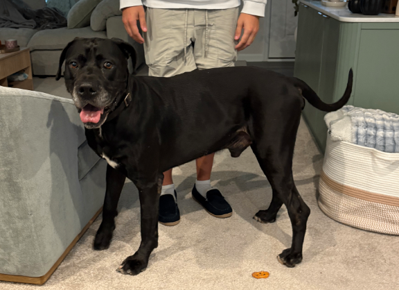 Help Rehome This Dog Unknown - Dog