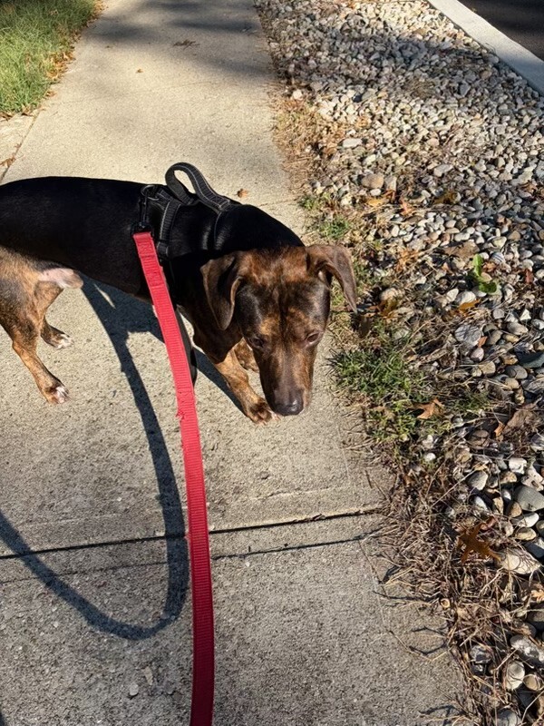 Help Rehome This Dog Unknown - Dog