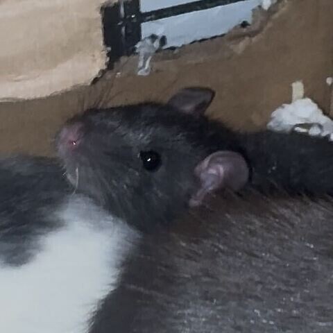 Flamingo - Rat
