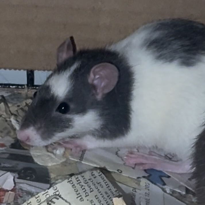 Coral - Rat