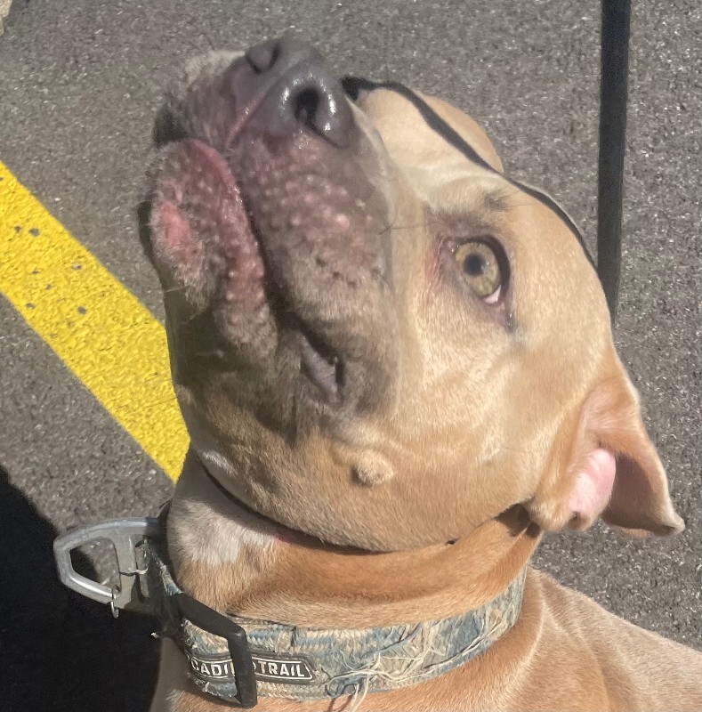 View Platypus the Dog Photo #2
