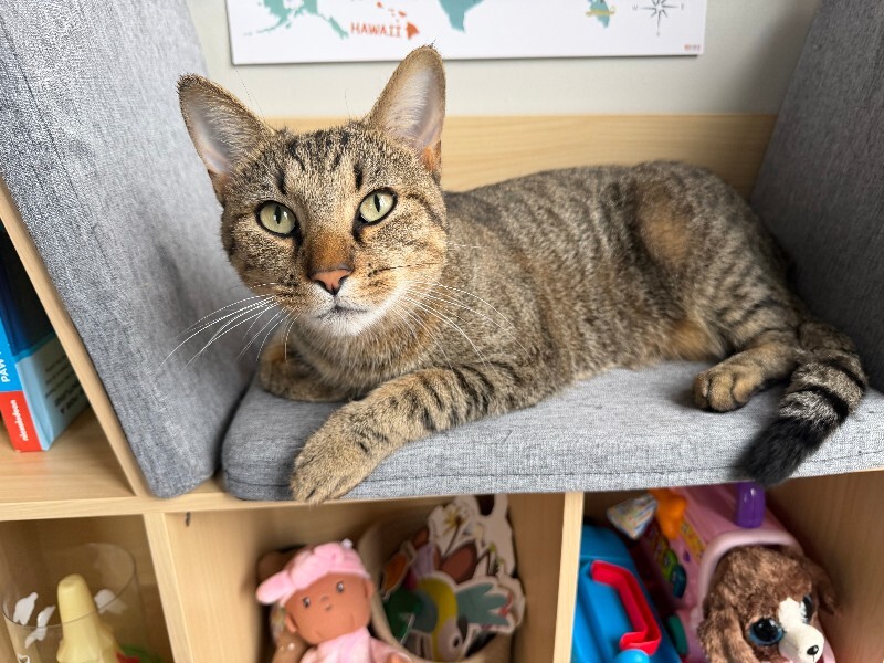 Help Rehome This Cat Unknown - Cat
