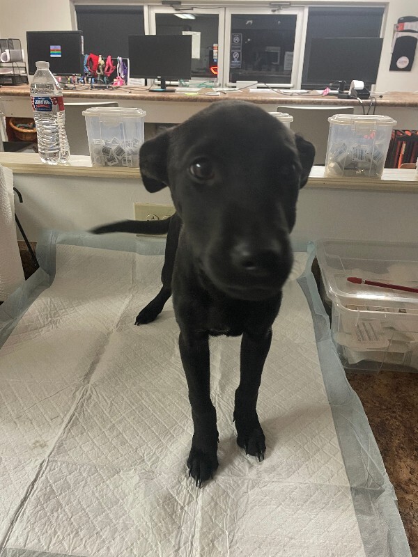Learn More About Astra Astra - Dog