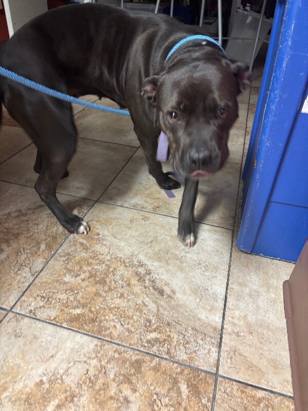 Diamond (actual) - Dog