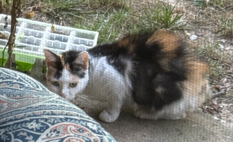 Help Rehome This Cat Unknown - Cat