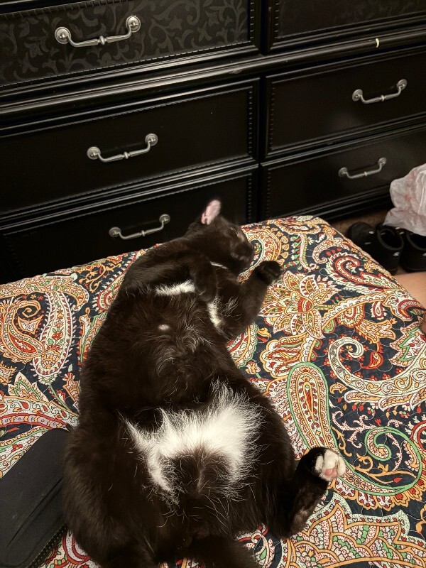 Sunnie - Cat