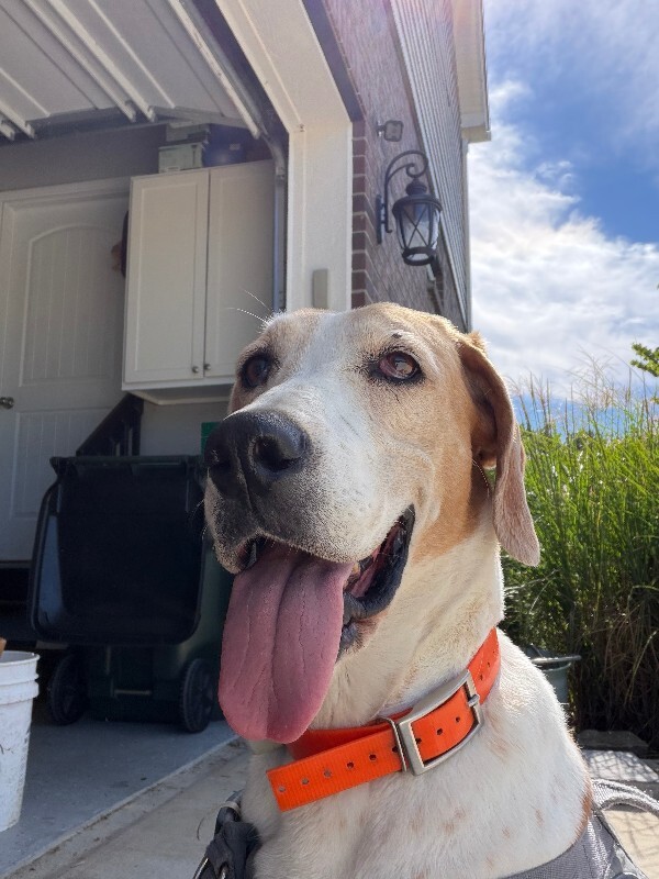 Help Rehome This Dog Unknown - Dog