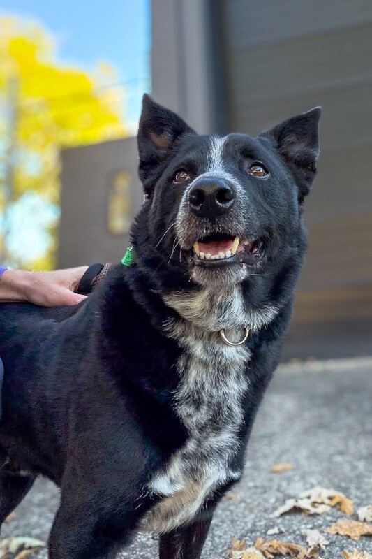 Hawkeye - Dog