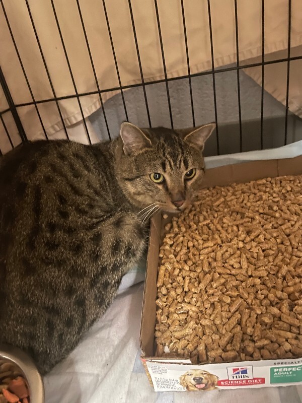 Big Boogie - Cat
