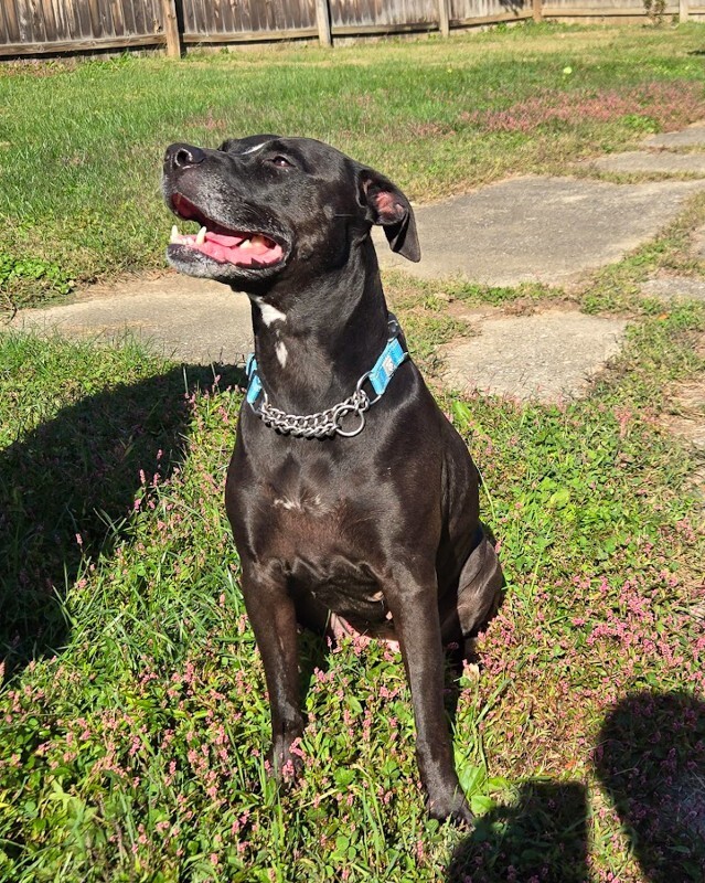 View Roxx the Dog Photo #9