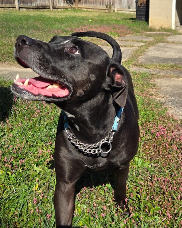 View Roxx the Dog Photo #7