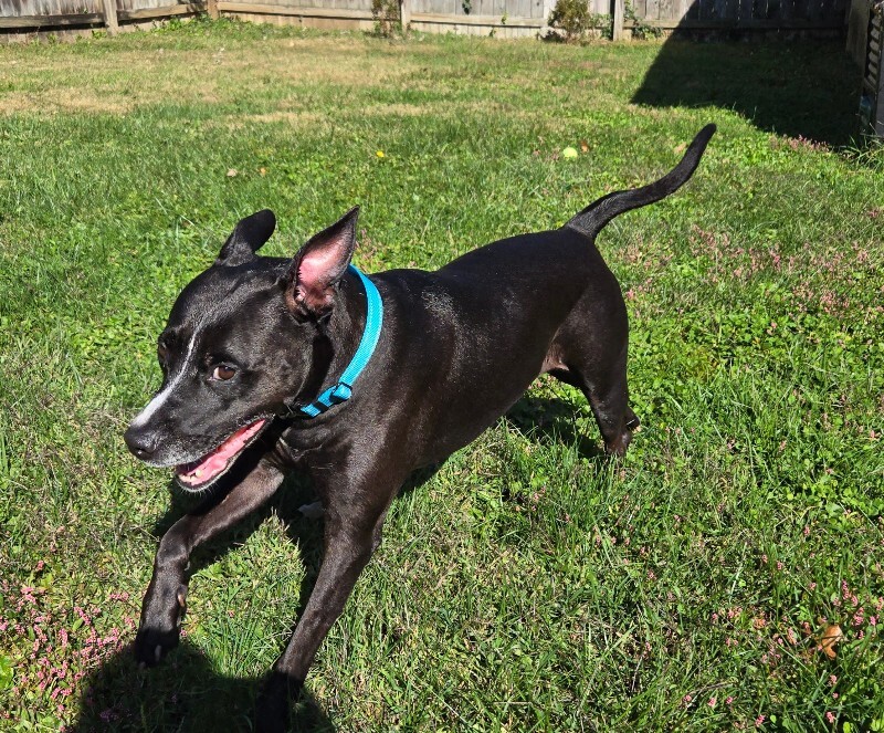 View Roxx the Dog Photo #13