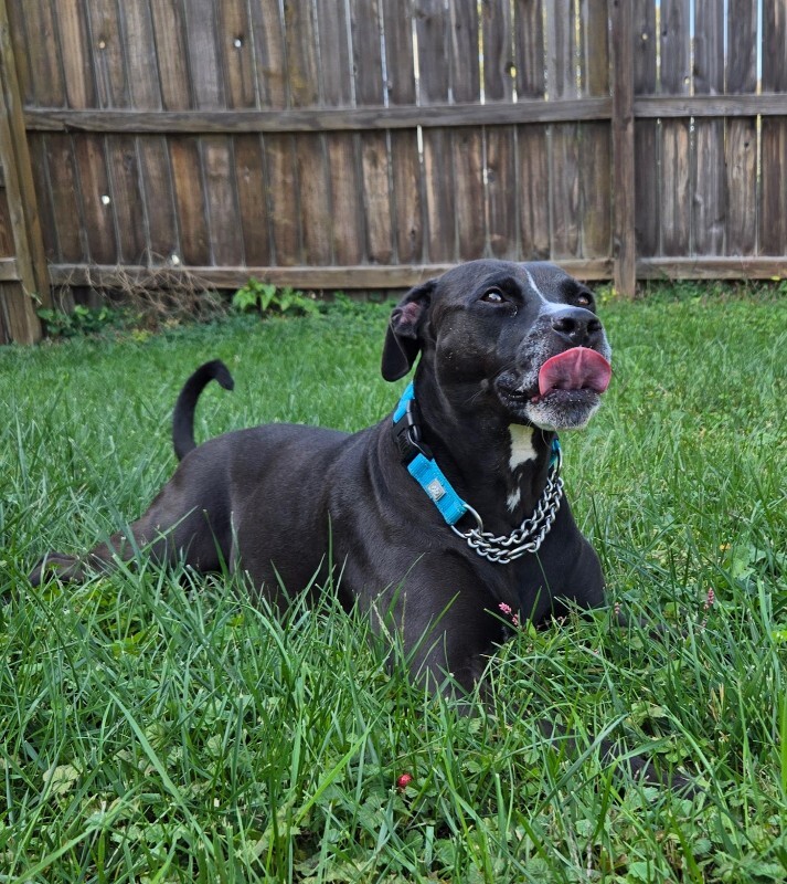 View Roxx the Dog Photo #12