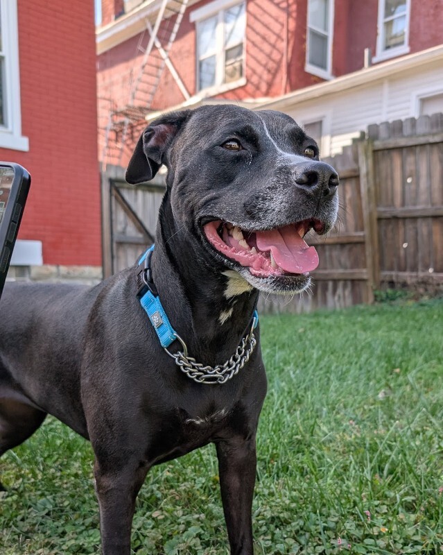 View Roxx the Dog Photo #4