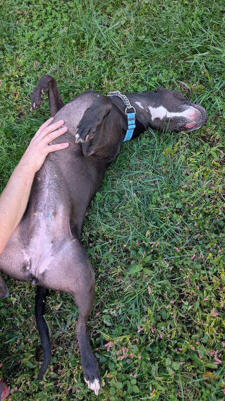 View Roxx the Dog Photo #8