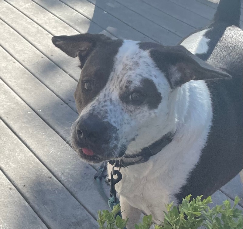 View Ziggy the Dog Photo #2