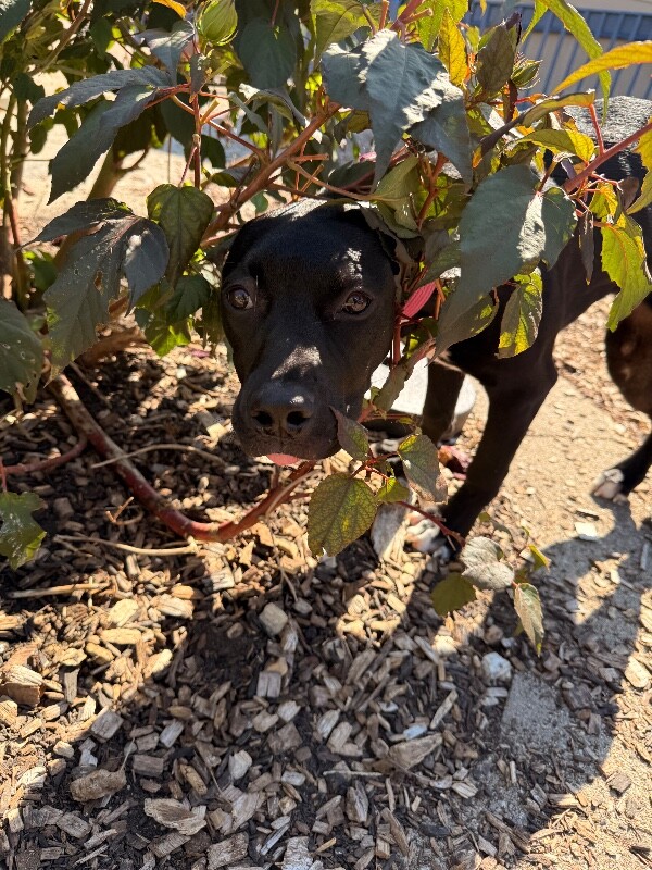 View Alisha the Dog Photo #2