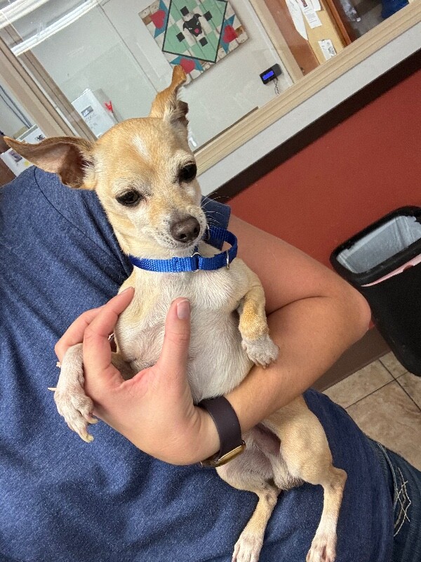 Learn More About Chalupa Chalupa - Dog