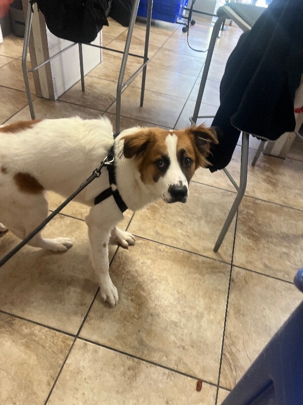 Learn More About Toodles Toodles - Dog