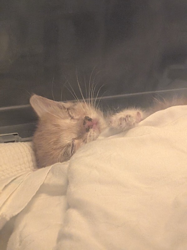 View Marlowe the Cat Photo #2