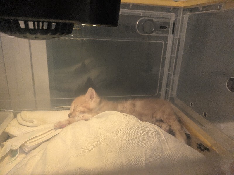 View Marlowe the Cat Photo #3