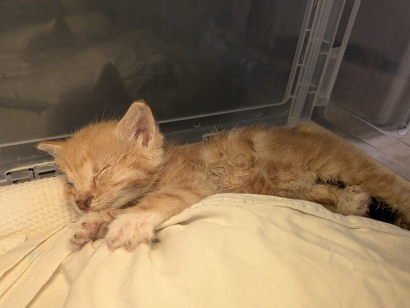 View Marlowe the Cat Photo #5