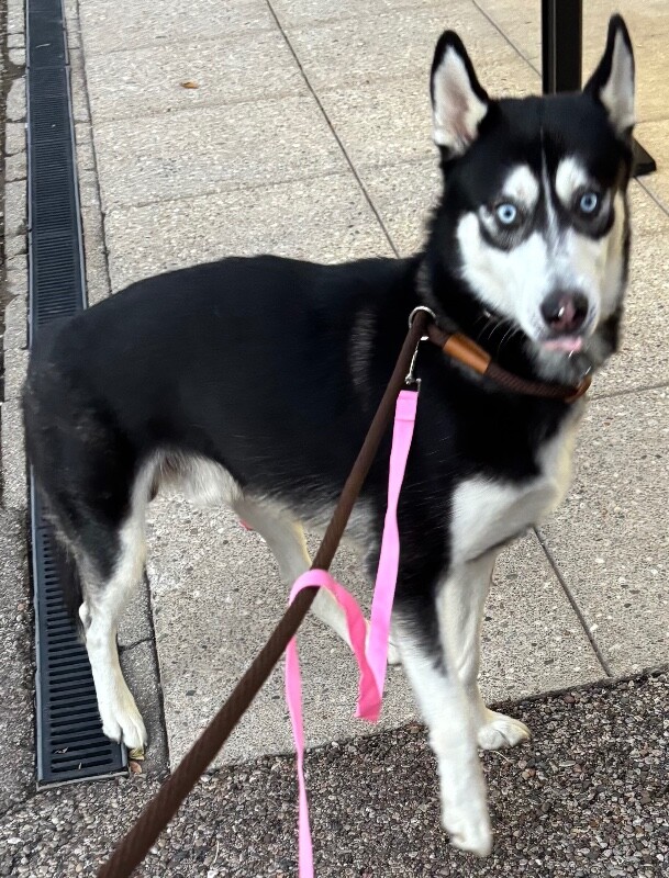 Learn More About Moon Moon - Dog