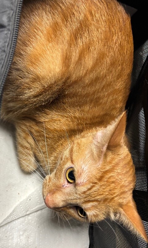 View Sunny the Cat Photo #2