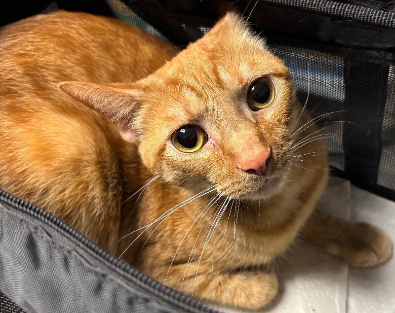 Sunny - Cat