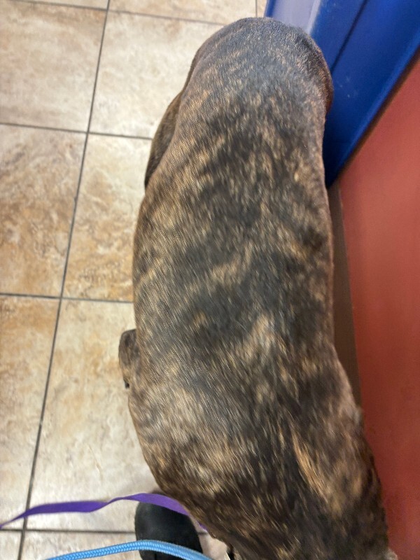 View Bane the Dog Photo #4
