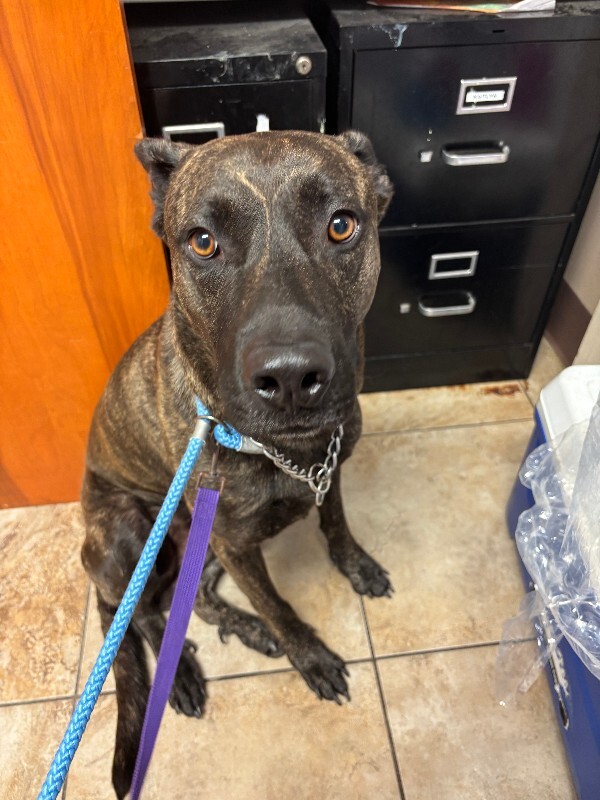 Learn More About Bane Bane - Dog