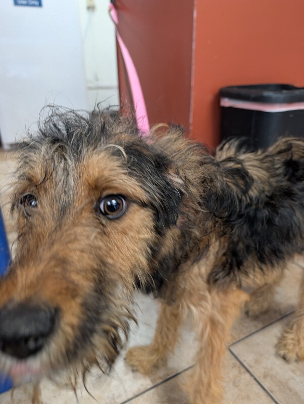 Ambergris - Dog