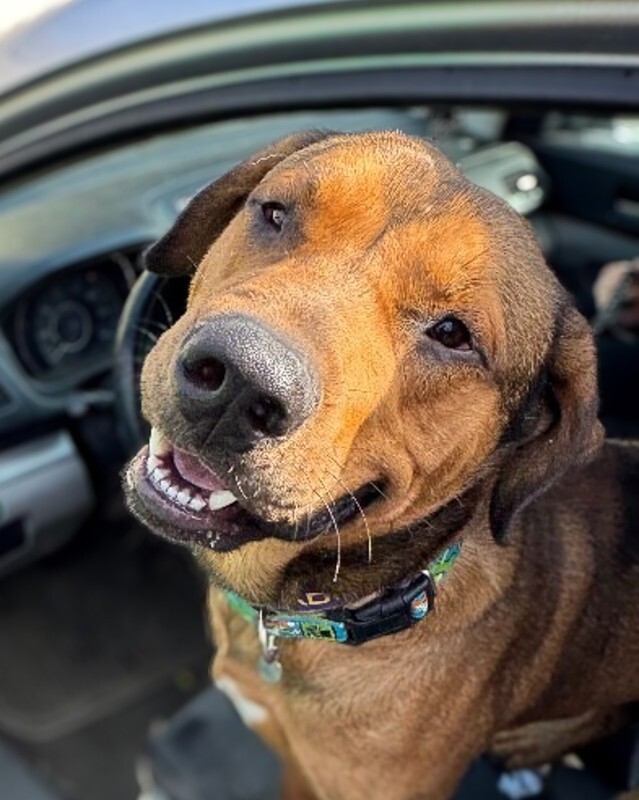 Roman - Dog