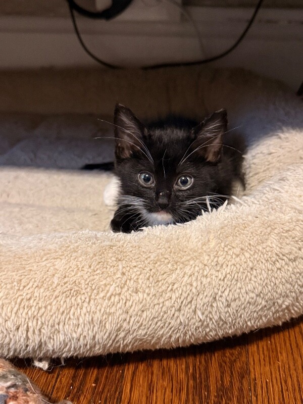 Lamby - Cat