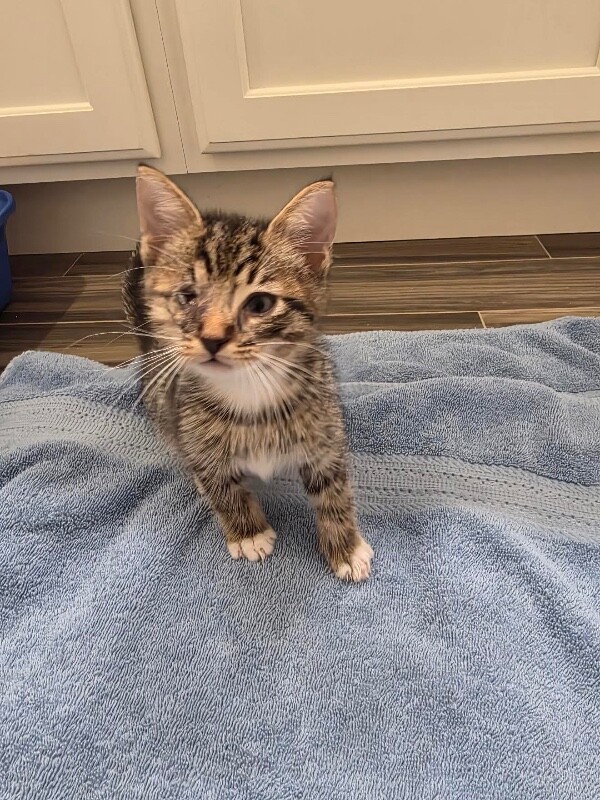 Jenkins - Cat
