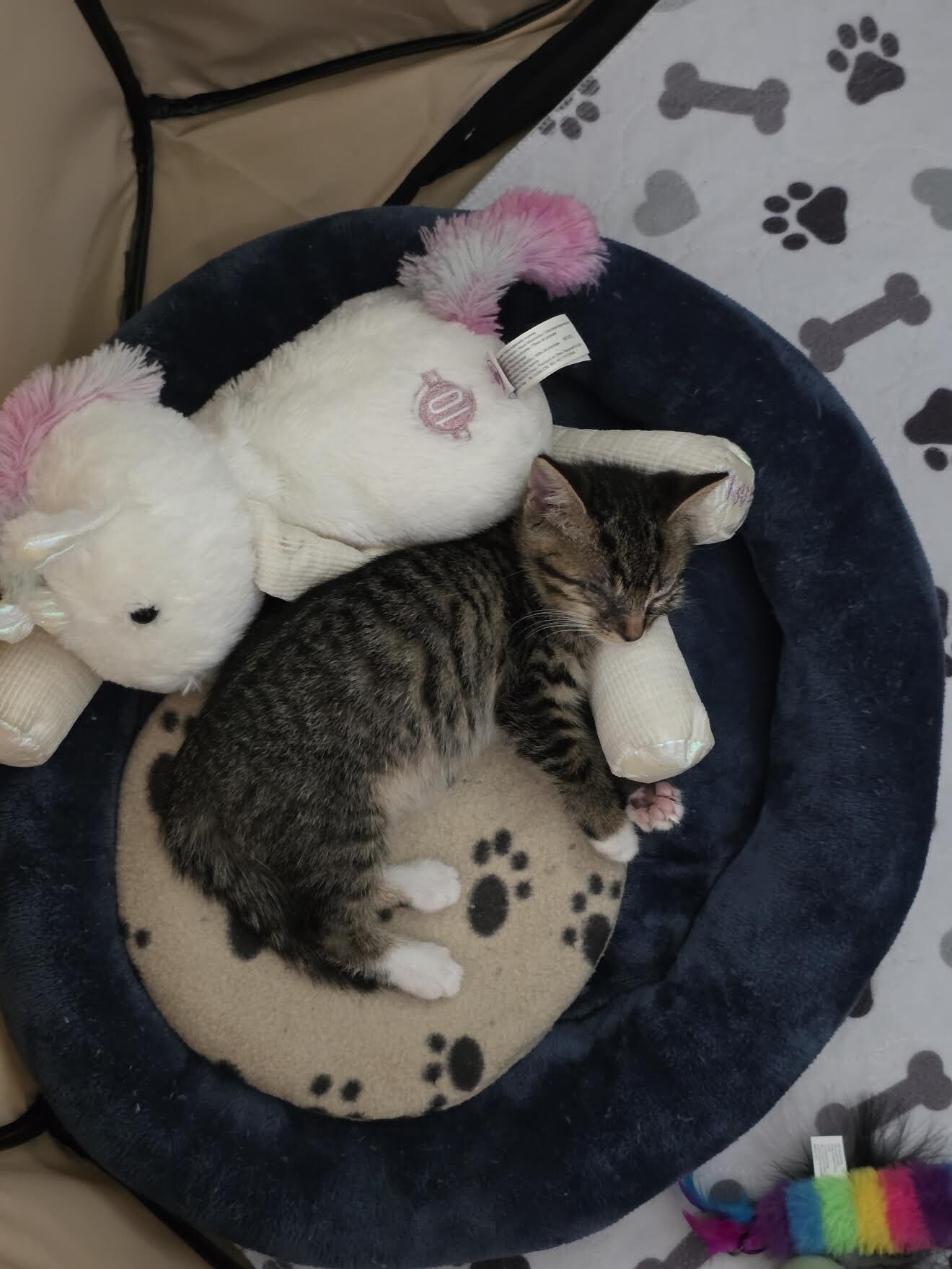 View Jenkins the Cat Photo #4
